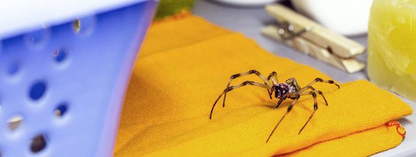 Örümcek çamaşır rafında yürüyor, zehirli hayvanlara dikkat et. - Fotoğraf, Görsel