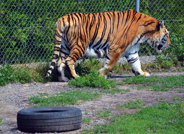 Amur Siperian tiikeri on Panthera tigris väestö Kaukoidässä, erityisesti Venäjän Kaukoidässä ja Koillis-Kiinassa  - Valokuva, kuva
