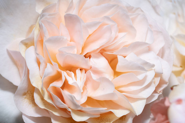Close-up of a rose flower on the subject of Nature, Summer and the Natural Beauty. - Photo, Image