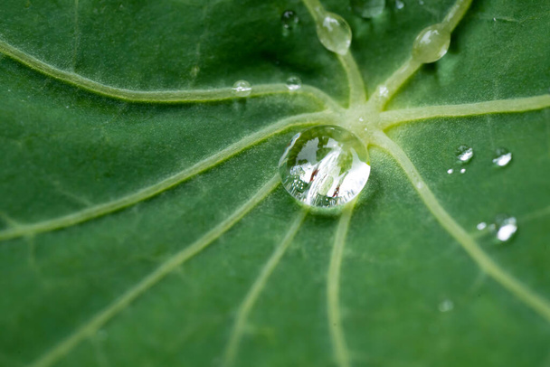 Close-up of water drops on the subject of Nature, Summer and the Natural Beauty. - Foto, imagen