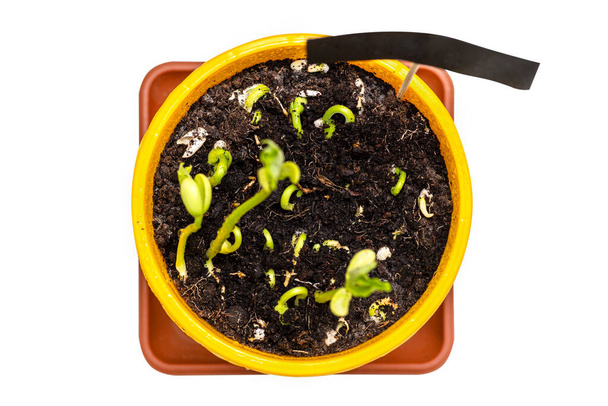 Sprouting feijão branco em um pote amarelo witah uma etiqueta preta para texto, isolado em um fundo branco com um caminho de recorte, vista superior. - Foto, Imagem