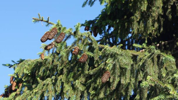 hristmas tree branches with cones. Background with coniferous branches for phones and tablets.               - Photo, Image