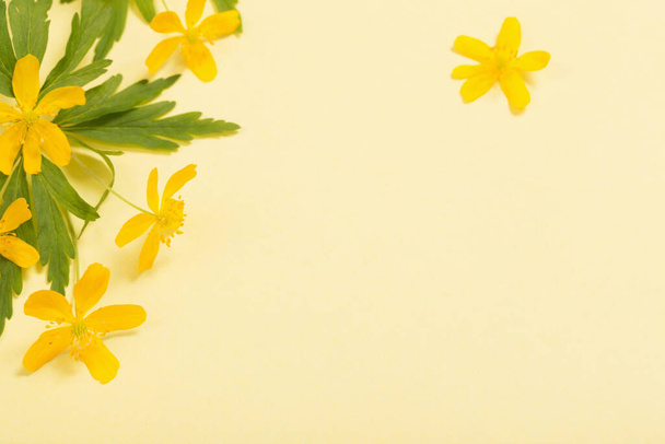 yellow anemone on yellow paper background - Zdjęcie, obraz