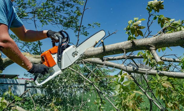 lumberjack cuts tree in backyard of chainsaw electric chain saw - Photo, Image