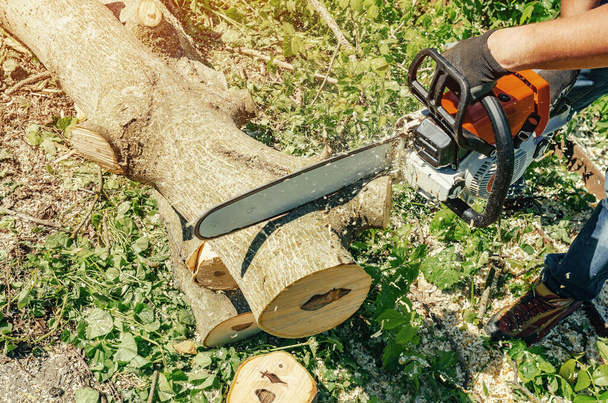 ξυλοκόπος κόβει δέντρο στην αυλή του αλυσοπρίονου ηλεκτρικό αλυσοπρίονο - Φωτογραφία, εικόνα