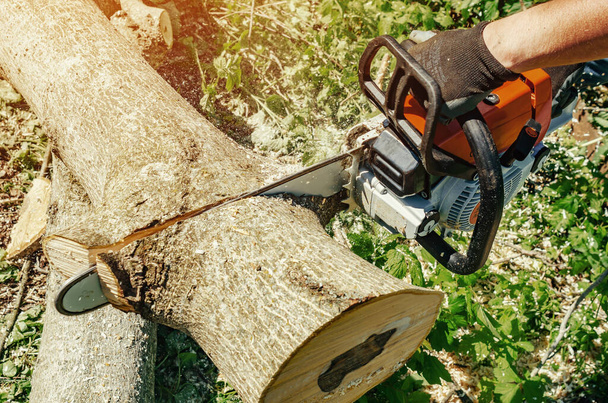 lumberjack cuts tree in backyard of chainsaw electric chain saw - 写真・画像