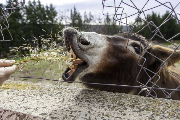 Grappige ezel tanden in stabiele, wilde dieren, zoogdieren - Foto, afbeelding
