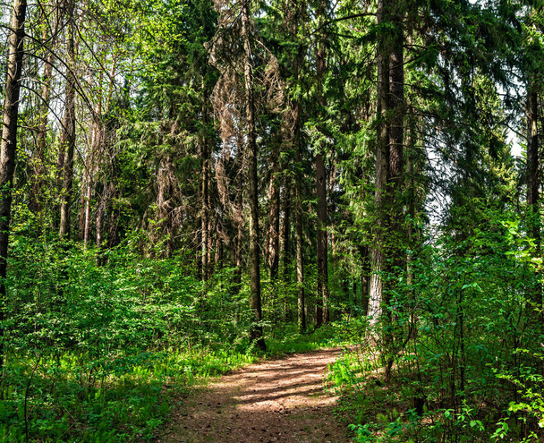 dirt road in the forest on a sunny summer day - Valokuva, kuva