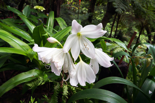 White flowers of Amaryllis also called Belladonna Lily growing in Tropical garden in Funchal, Madeira island.               - Photo, Image