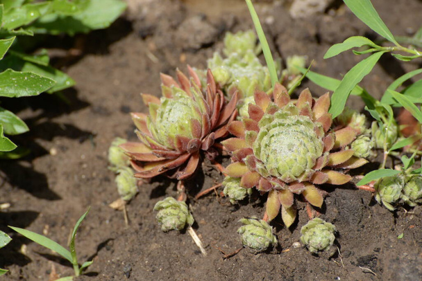 Молодое растение (Latin Sempervivum)  - Фото, изображение