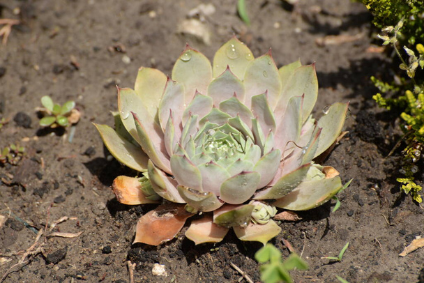 Young plant (Latin Sempervivum)  - Photo, Image