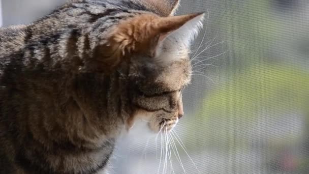 Selektivní zaostřená tvář pruhované hnědé kočky se zvědavě dívá z okna. Tabby kočka se zelenýma očima sleduje, co se děje na ulici. Pojetí domácích mazlíčků v bytě. - Záběry, video