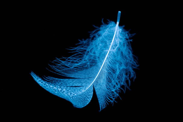 blue feathers on a black isolated background - Foto, imagen