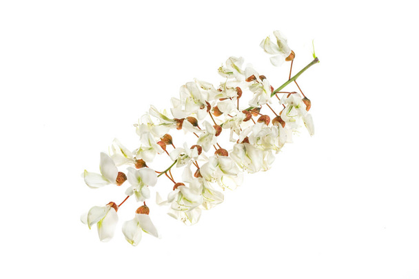Beyaz izole arkaplanda beyaz akasya çiçekleri - Fotoğraf, Görsel