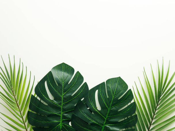 Tropical leaves on a white background, minimal concept with place for your text  - Фото, зображення