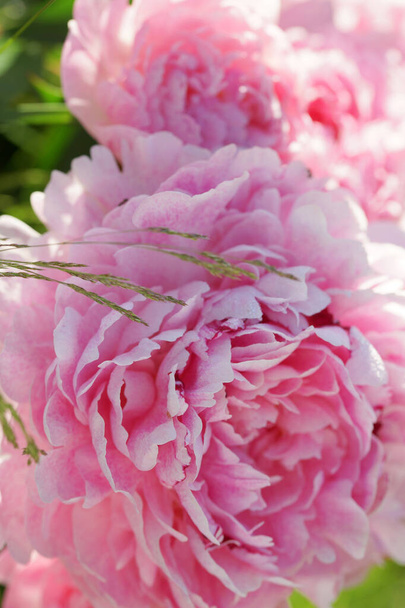 Pink peonies close-up in summer. - Photo, Image