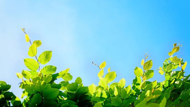 Fresh leaves on tree and blue sky, brightly colored natural background. Copy space, spring freshness - Foto, afbeelding