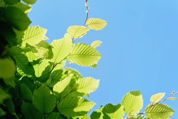 Verse bladeren op boom en blauwe lucht, felgekleurde natuurlijke achtergrond. Kopieer ruimte, lente frisheid - Foto, afbeelding