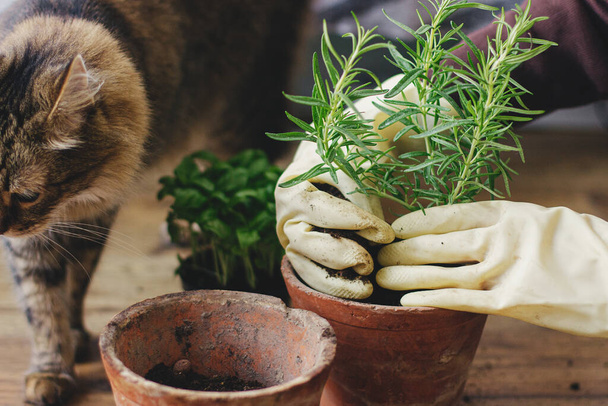Γυναίκα χέρια σε γάντια γλάστρα δενδρολίβανο φυτό σε νέα κατσαρόλα και χαριτωμένο tabby γάτα βοηθώντας στο δωμάτιο. Ανακατασκευή και καλλιέργεια αρωματικών βοτάνων στο σπίτι. Κατοικίδια ζώα και φυτά - Φωτογραφία, εικόνα
