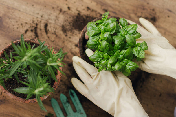 Kesztyűs kézzel friss zöld bazsalikomos növényt cserepes új agyagedényben, rozmaringos növény hátterében fapadlón. Első látásra. Újratelepítése és termesztése aromás gyógynövények otthon. Kertészet - Fotó, kép