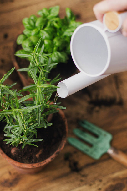 Watering fresh green basil plant and rosemary plant after repotting in new clay pots on background of soil on wooden floor. Horticulture. Repot and cultivation aromatic herbs at home. - Photo, Image