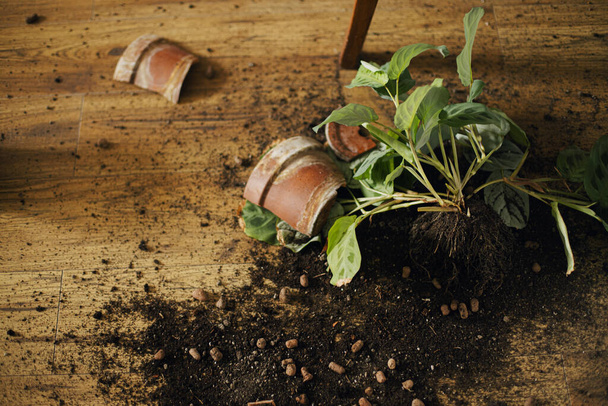Kaputte Zimmerpflanzen und Schmutz auf dem Boden. Zerbrochene Stücke eines Tontopfes, grüne Marantapflanze mit Wurzeln, Erde auf Holzboden. Ansicht von oben - Foto, Bild
