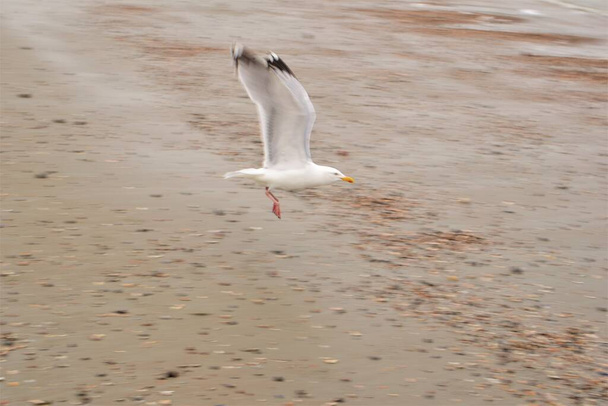 A seagull is flying above the beach - 写真・画像