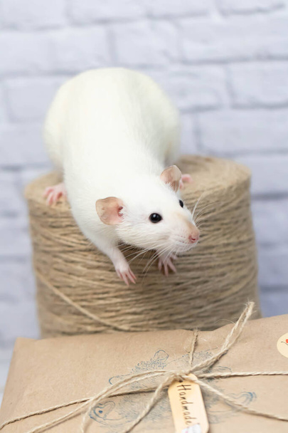 Little cute white rat sits on a gift wrapped in kraft paper. A roll of twine stands nearby. - Photo, image