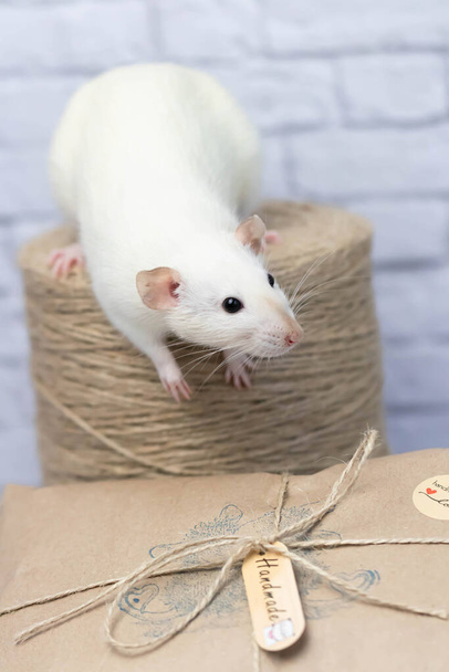 Little cute white rat sits on a gift wrapped in kraft paper. A roll of twine stands nearby. - Photo, Image