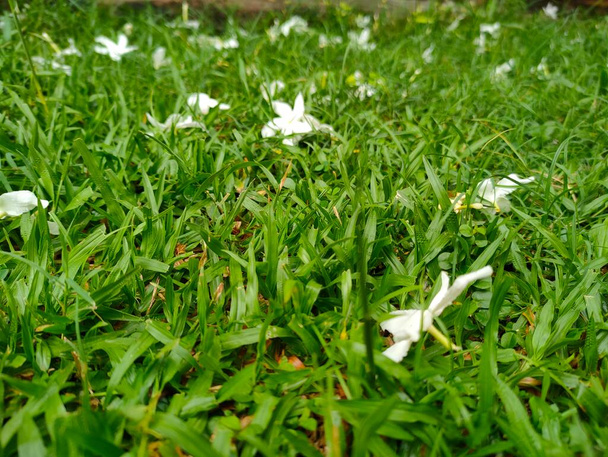 Зеленая трава в поле макрозрения в селективном фокусе в сезон муссонов - Фото, изображение