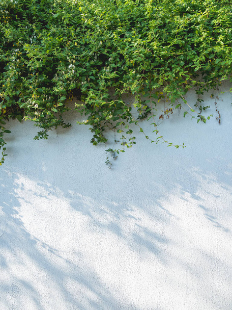 Lacy shadows from trees and bushes on white wall. Abstract background with concrete texture and green foliage of plants. - Photo, Image