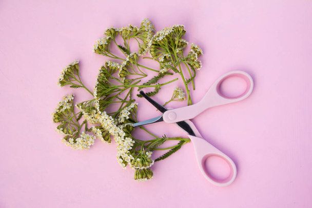 The concept of a yarrow flowers cut with scissors. Top view, bright and pastel pinks. - Fotoğraf, Görsel