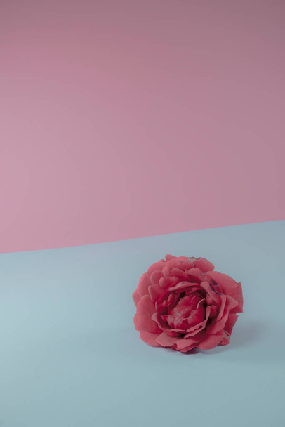 Red rose flower laying on trendy pastel pink and blue background. Lovely Valentines and Mother's day gift idea. Minimal abstract summer concept. With copy space. - Photo, Image
