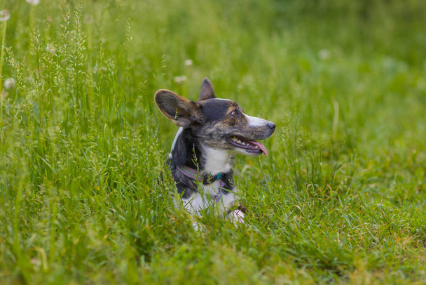 Happy dog running on green grass. corgi - Fotoğraf, Görsel