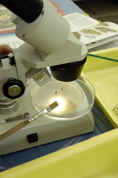 lavorare con una capsula di Petri e un microscopio in un laboratorio di ricerca - Foto, immagini