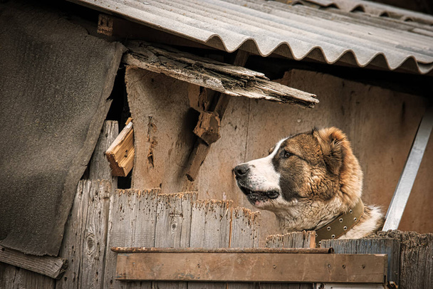 Doggy head looking over the wooden fence in ghetto slum house. - 写真・画像