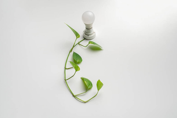 een milieuvriendelijke energiebron, de lamp en groene tak met bladeren, veilige ecologie - Foto, afbeelding