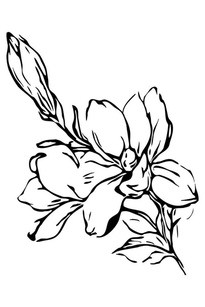 Black and white illustration for print, wallpaper. Graphics of magnolia on a white background.  - Photo, Image
