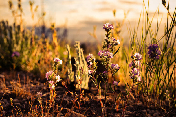 Fremont Phacelia (Phacelia fremontii) is a campanulate flower  growing in the northeastern California deserts - Φωτογραφία, εικόνα