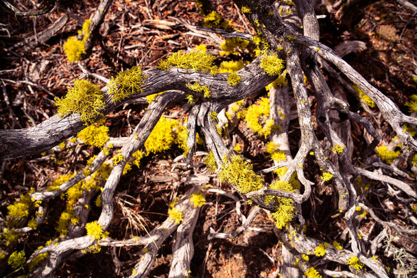 北東部カリフォルニアの溶岩ベッドで死んだジュニパートランクのウルフ・リヒェン（Letharia vulpina） - 写真・画像