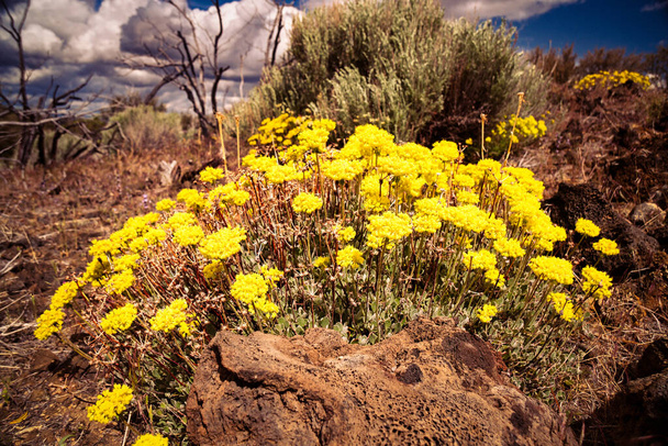 Kénvirág hajdina virágok (Eriogonum umbellatum) termesztése az északkelet-kaliforniai vulkáni sivatagokban - Fotó, kép