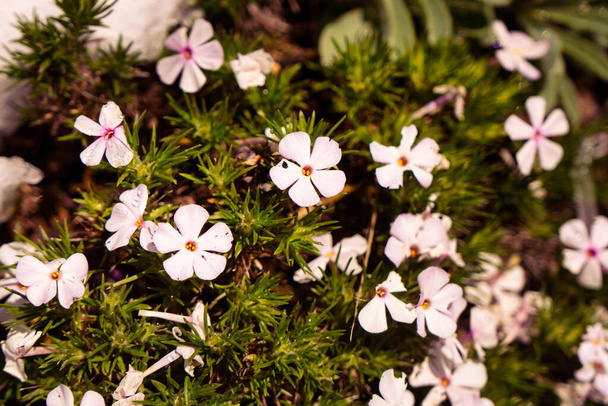 Phlox douglasii fialové a bílé květy rostoucí v sopečné půdě v severovýchodní Kalifornii - Fotografie, Obrázek