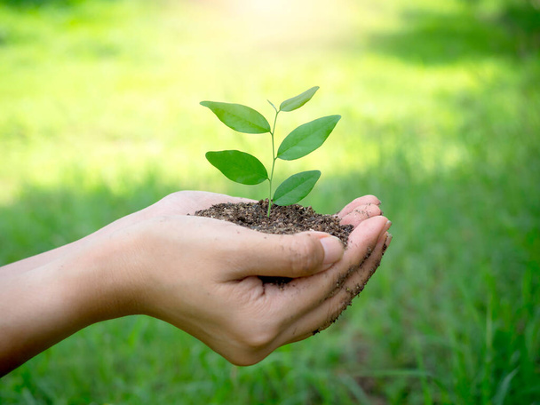 Young green plant in hand. Close up female hand holding sprout growing plant in organic soil on blur green background with sunlight, side view. Ecology, earth day, agriculture and gardening concept. - Photo, image