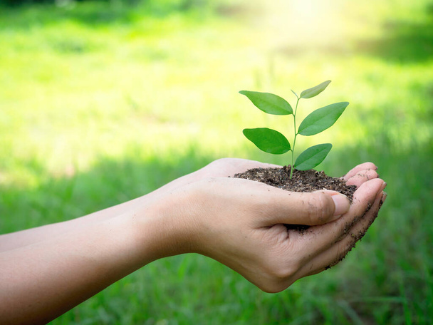 Young green plant in hand. Close up female hand holding sprout growing plant in organic soil on blur green background with copy space, side view. Ecology, earth day, agriculture and gardening concept. - Foto, Imagem