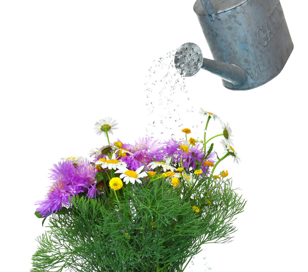 Water can watering flowers isolated on white - Valokuva, kuva