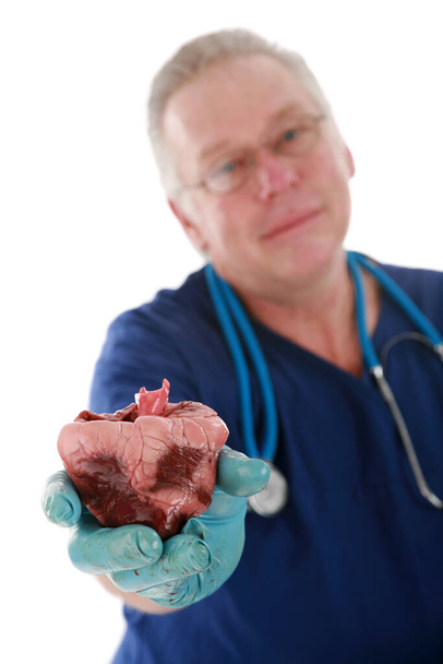 Cirujano cardíaco. Cirujano del corazón. Un médico con un corazón humano para trasplante. El cirujano cardíaco con un estetoscopio sostiene un corazón humano en sus manos. apoyo médico para la salud cardíaca humana. Aislado en blanco.  - Foto, Imagen