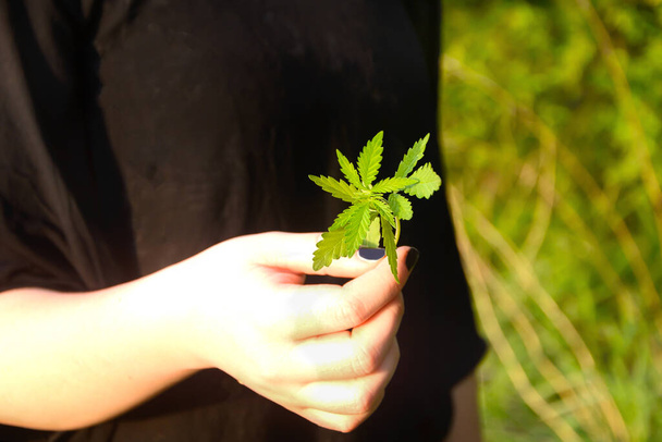 Hemp leaves in hand. Selective focus, blurred background. - Photo, Image