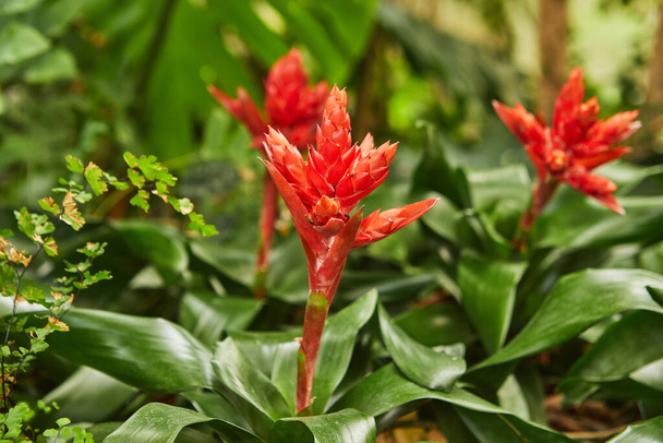Blooming red bromeliads in botanical park close-up - Photo, Image