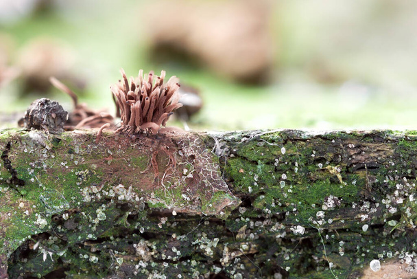 Myxomycetes, jotka kasvavat mätänevä puu. Stemonitis fusca - Valokuva, kuva
