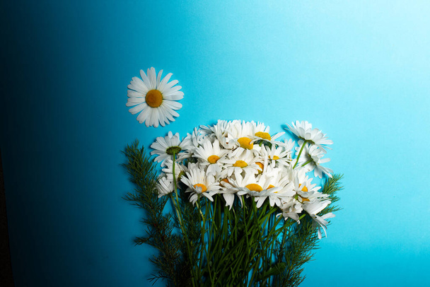 Close-up of bouquet of chamomile flowers on background of blue color. - Fotó, kép